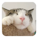 cute cat android application logo